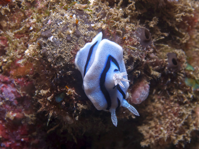 Nudibranch, Monkey Beach